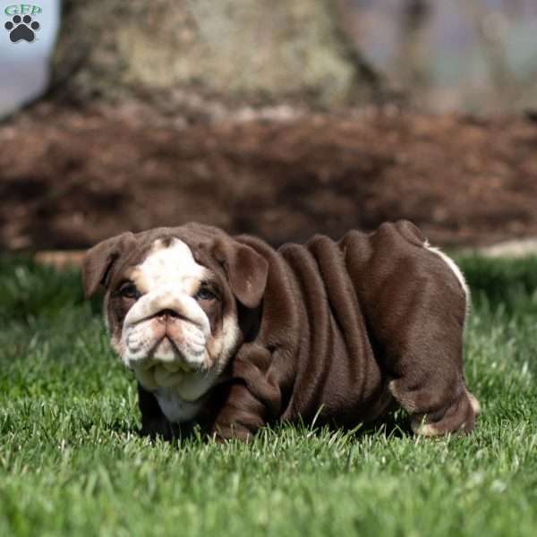 Bruno Breaker, English Bulldog Puppy